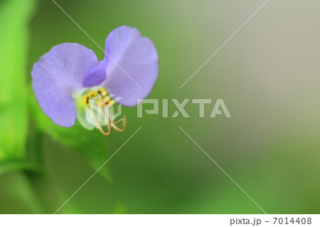 つゆ草の紫色の花 7014408