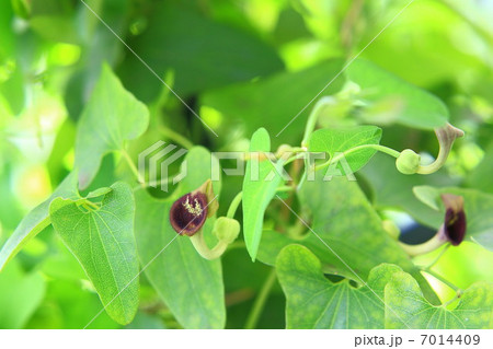 ウマノスズクサの花 ウマノスズクサの花 7014409