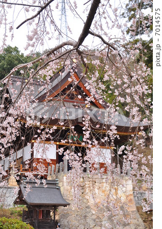 枝垂れ桜と長谷寺 7014575