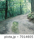 雨上がりの森 7014605