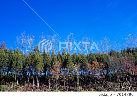 杉林 杉林 7014796