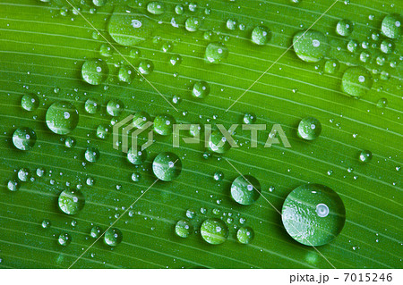 water drops on a green leaf. 7015246