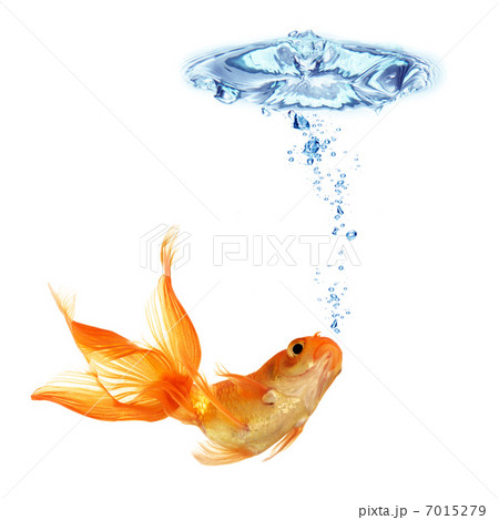 gold fish isolated on white 7015279