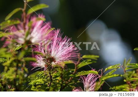 合歓の花 7015609