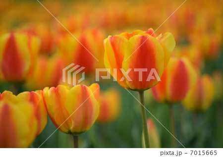 チューリップ畑 7015665