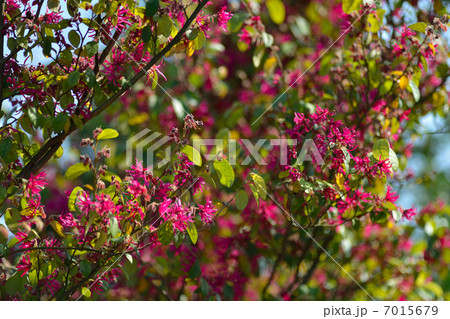 トキワマンサク 7015679