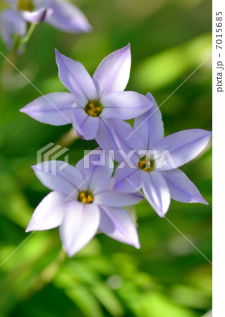 ハナニラ 7015685