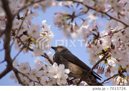 ヒヨドリと桜 ヒヨドリと桜 7015726