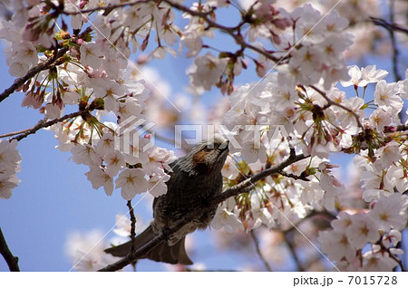 ヒヨドリと桜 ヒヨドリと桜 7015728