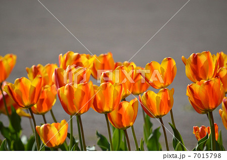 チューリップ 7015798