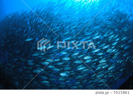 ギンガメアジの群れ 7015861