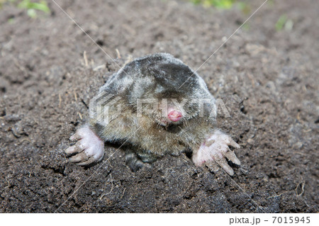 Mole in a molehill (the Netherlands) Mole in a molehill (the Netherlands) 7015945