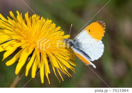 Male Orange Tip (Anthocharis cardamines) 7015964