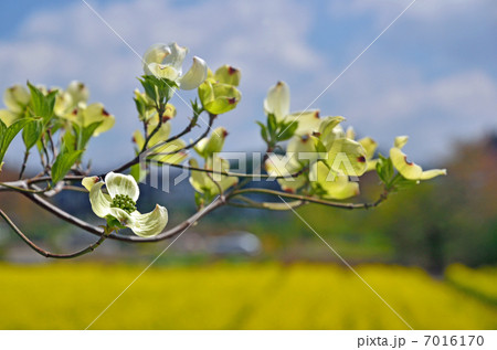 樹木・ハナミズキ ミズキ科 樹木・ハナミズキ ミズキ科 7016170