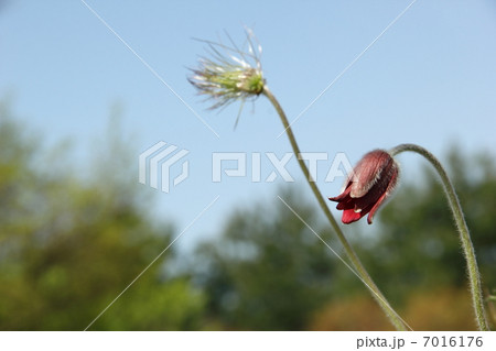 翁草 翁草 7016176