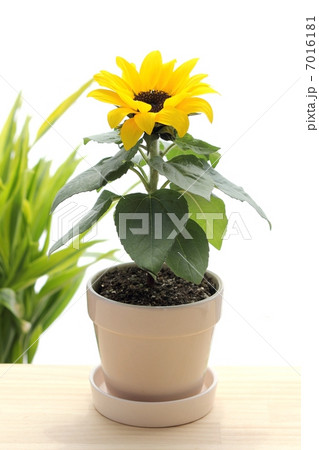 鉢植えのミニヒマワリ 鉢植えのミニヒマワリ 7016181