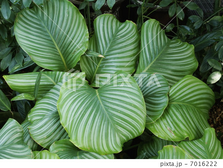 カラテア　ロツンデイフオリア 7016222