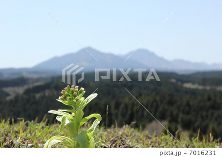 フキノトウと阿蘇山 7016231