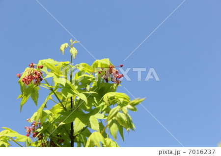 モミジの若葉と花 7016237