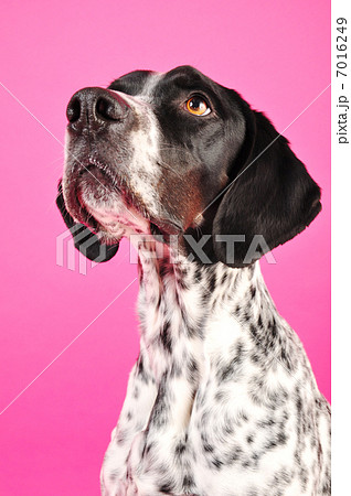 見上げるイングリッシュ・ポインター 7016249