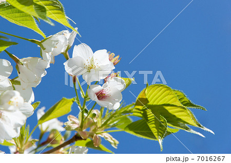 大島桜 大島桜 7016267