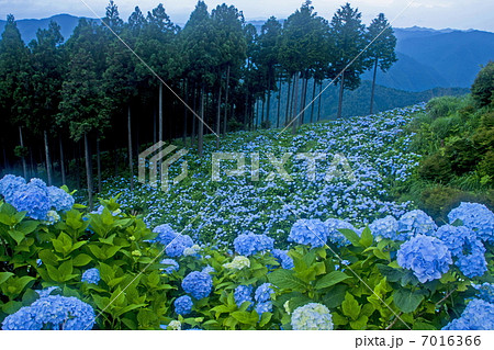 花園あじさい園 花園あじさい園 7016366