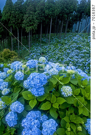 花園あじさい園 7016367