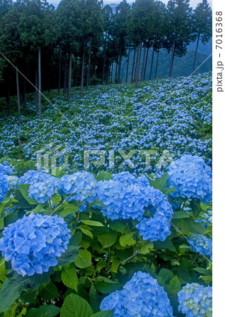 花園あじさい園 7016368