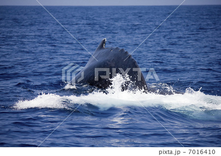 ザトウクジラ 7016410