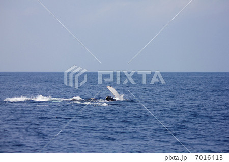ザトウクジラ 7016413