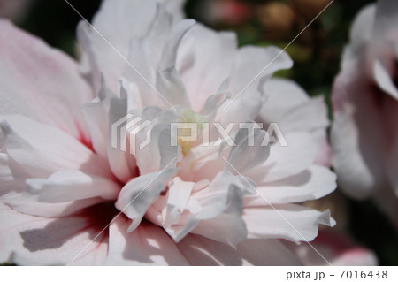 ムクゲの花 7016438