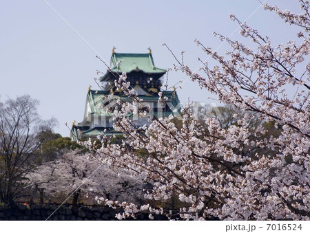 桜と大阪城 7016524