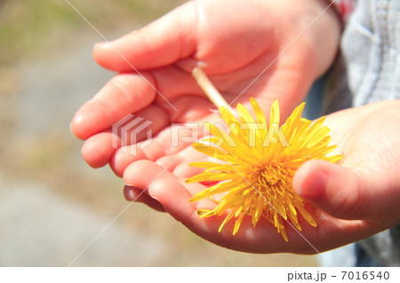 お花のプレゼント 7016540