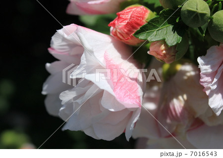 ムクゲの花と蕾 7016543