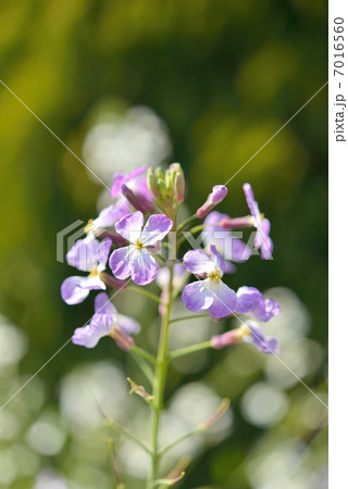 大根の花 7016560