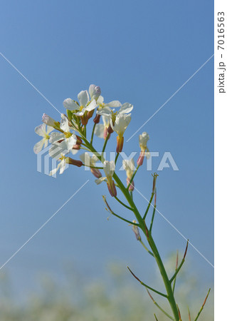 大根の花 7016563