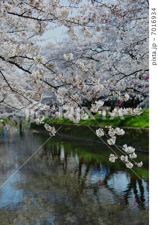 桜！さくら！ 7016934