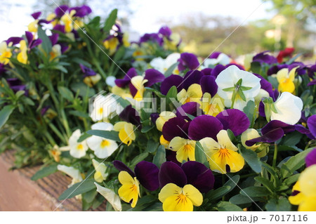 パンジー 7017116