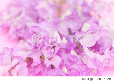 スイトピーの花 7017126