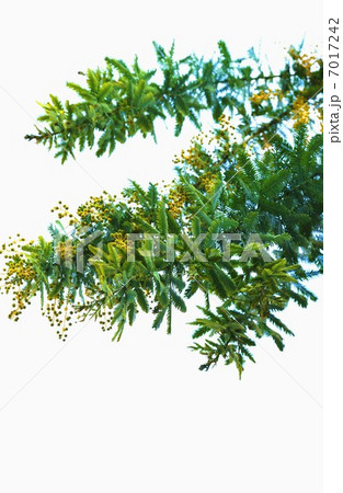 早春の樹花・春を告げるミモザの花蕾・縦位置 7017242