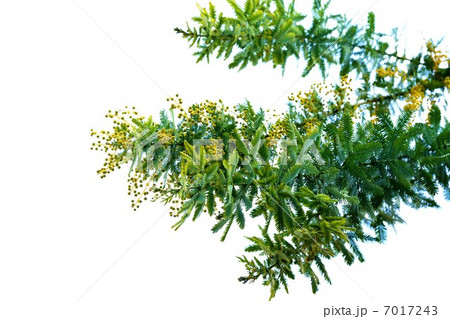 早春の樹花・春を告げるミモザの花蕾・横位置 早春の樹花・春を告げるミモザの花蕾・横位置 7017243