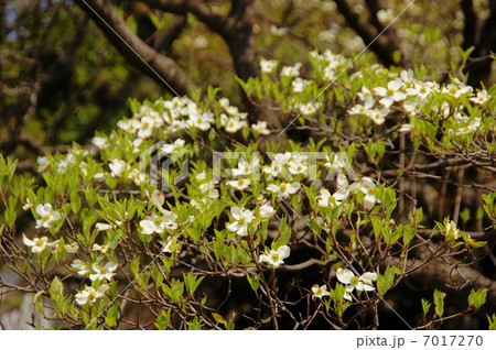 4月花 ハナミズキ・ミズキ科91満開 4月花 ハナミズキ・ミズキ科91満開 7017270