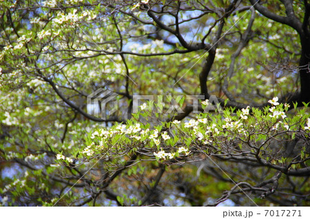4月花 ハナミズキ・ミズキ科90 4月花 ハナミズキ・ミズキ科90 7017271