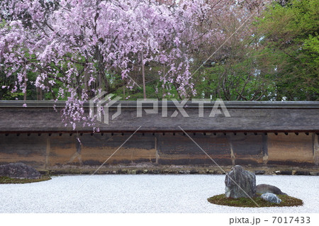 春の龍安寺石庭 7017433