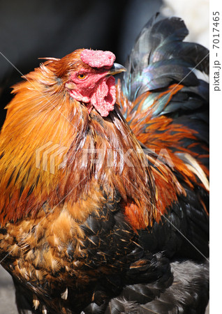 rooster 7017465