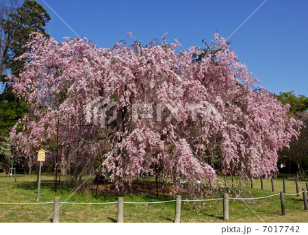 上賀茂神社・斎王桜 7017742