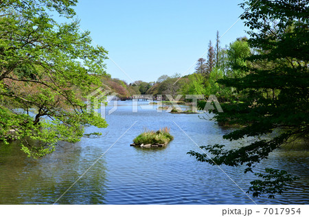 井の頭公園（2013.4） 7017954