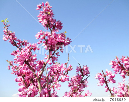 ハナズオウの花と春の空 7018089