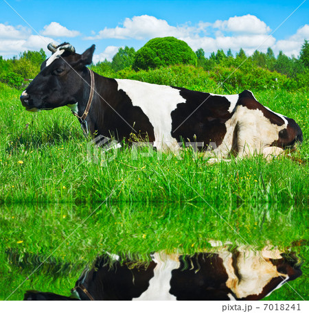 dairy cow is resting 7018241