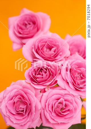 バラの花 バラの花 7018294